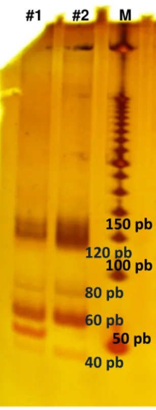 Figura  8:  Gel  de  poliacrilamida  6%  resultante  da  eletroforese  da  RFLP-PCR  com  Hae  III