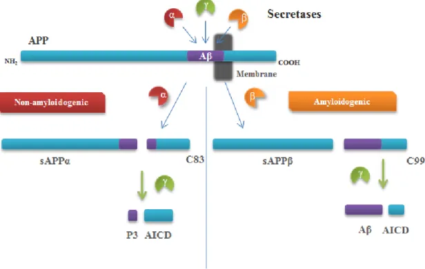 Fig.  I.2:  Proteolytic  processing  of  amyloid  precursor  protein.  There  are  two  different  pathways  by  which  amyldoid  precursor  protein  (APP)  can  be  processed:  the  non-amyloidogenic  pathway  and  the  amyloidogenic  pathway