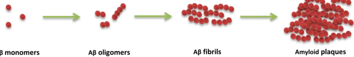 Fig. I.3: Amyloid beta assembly states. Amyloid beta (Aβ) can exist in diverse assembly states, which  include  monomers,  oligomers  or  fibrils,  with  the  latter  being  the  state  deposited  as  amyloid  plaques