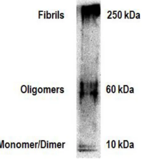 Fig.  II.2:  Analysis  of  Aβ  aggregation  forms  present  in  our  experimental  conditions
