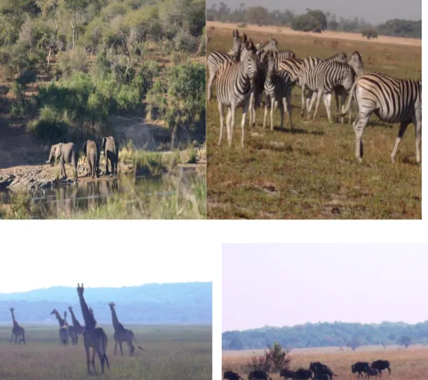 Figura nº 5 Elefantes, zebras, girafas e búfalos da REM 