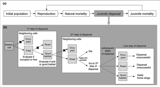Fig. 3. Representation of the colonization of the landscape by a population under diﬀerent combinations of values of road mortality probability (m RM ) and of road avoidance probability (p RA ), in diﬀerent time steps (ts) of a model run