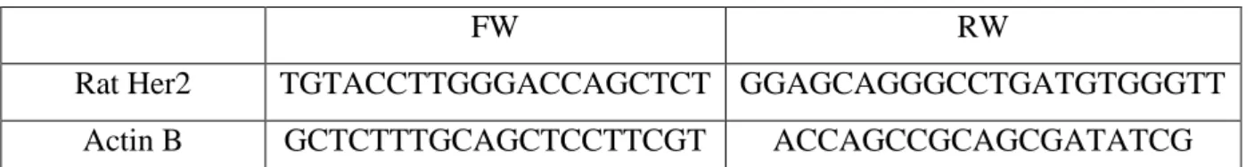 Table 1.3: Primers 