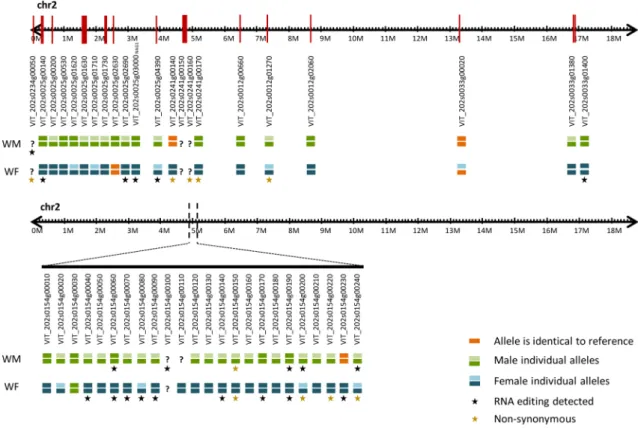 Figure 6.  Representation of location and differences between the most relevant genes and sex-associated loci  in chromosome 2 after manual validation