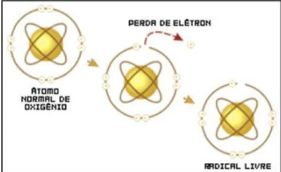 Figura 2.1. Formação de um radical livre (Fonte: http://www.infoescola.com/bioquimica/radicais- http://www.infoescola.com/bioquimica/radicais-livres/) 