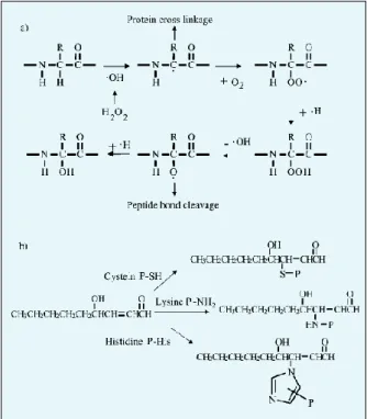 Figura 2.3 Mecanismos de oxidação das proteínas (a) e formação da proteína carbonilo dos aldeídos  (b)