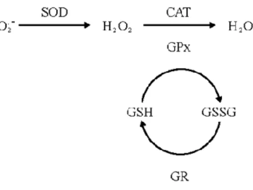 Figura 2.4. Enzimas antioxidantes. Fonte: Luchese, 2009. 