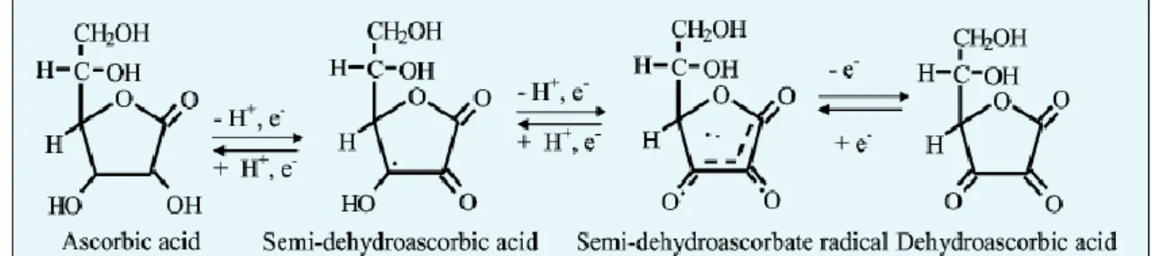 Figura 2.7. Transformação do ácido ascórbico. Fonte: Lee et al., 2004. 