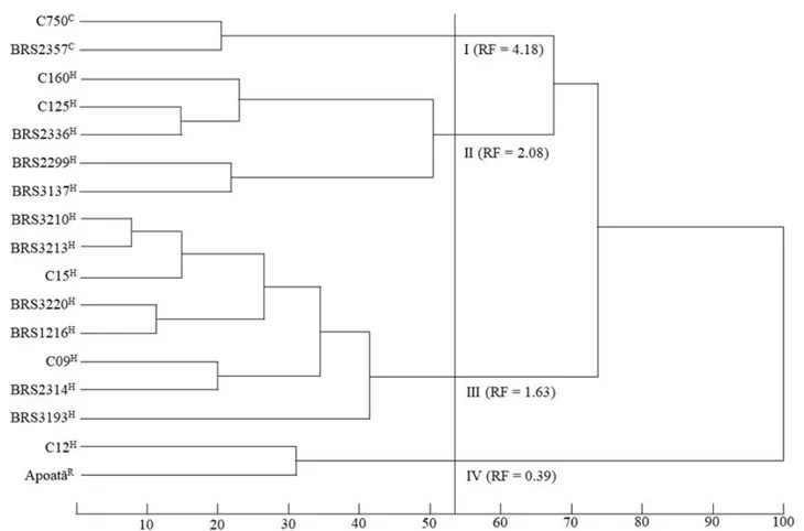 Figure 1: Dendrogram obtained by the UPGMA method, classifying the 17 Coffea canephora clones in relation to ten morphological  traits evaluated in the first production