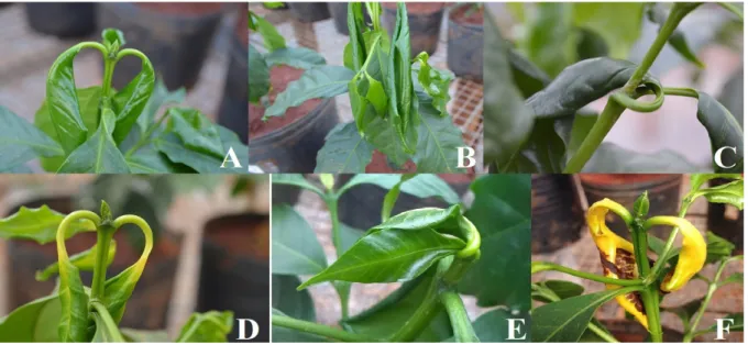 FIGURE 1 - Symptoms of 2,4-D drift intoxication in young coffee plants. (A) and (B) hyponastic response in  young leaves; (C) hyponastic response in older leaves; (D) light hyponastic response chlorosis; (E) hyponastic  response in apical leaves and (F) hy