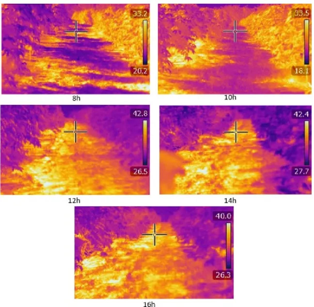 FIGURE 5 - Thermal image of the conilon coffee crop illustrating the East (right) and West (left) sides of the  plant at five times of the day on 12/15 in a conilon coffee crop cultivated in the North-South alignment in Boa  Esperança, ES.