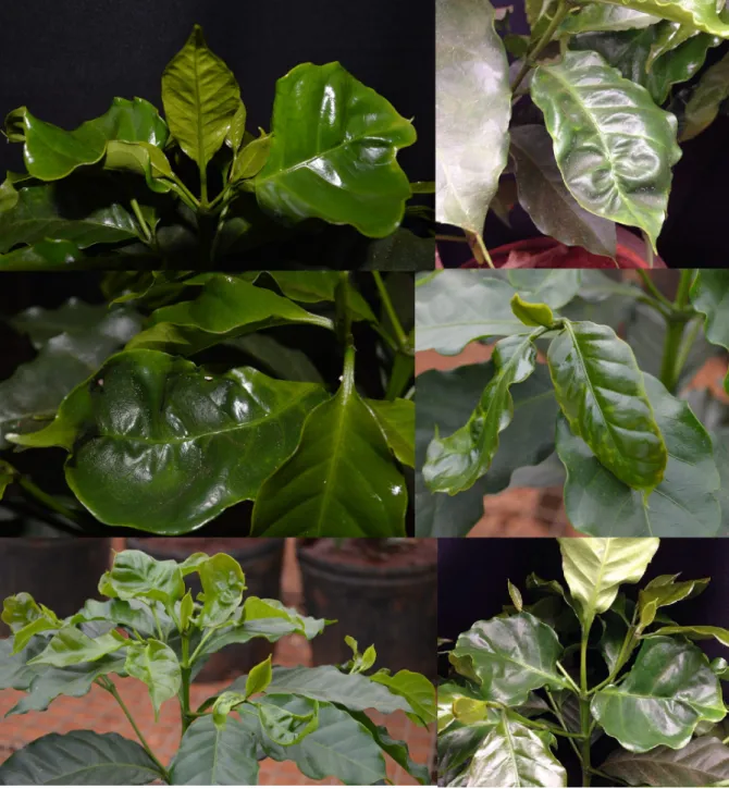 FIGURE 1 - Leaf cracking and deformation in growing regions of coffee submitted to the simulated drift of  herbicide Chlorimuron ethyl 10 days after application.