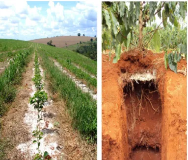 FIGURE 1 - Partial view of the experimental area (left) and detail of the sampling trench showing the gypsum- gypsum-buried layer of the 56 t ha -1  treatment (right)