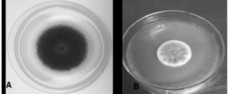 FIGURE 1 - Colonies of A. niger (A) and P. billai (B) with 7 days of development.