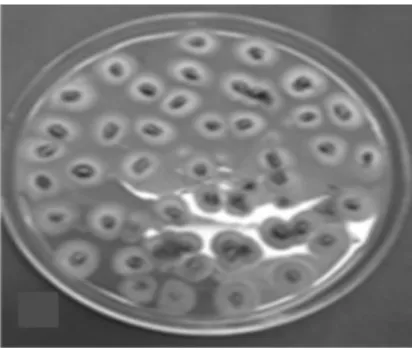 FIGURE 6 - Viability of A. niger isolate formulated with inactiveted seed matrix.