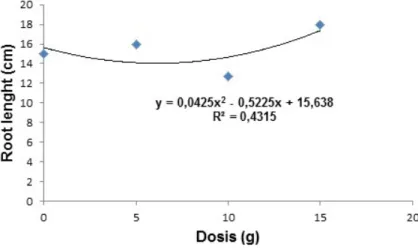 FIGURE 8 - Effect of inoculant based on inactivated seeds on the root length of 12 month old coffee plants using  the Single Super Phosphate fertilizer as source of P.