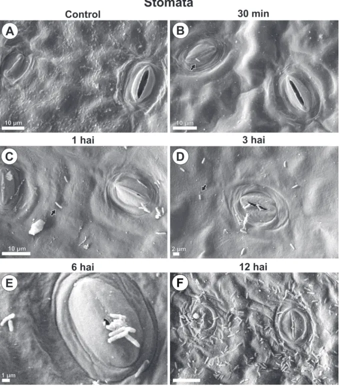FIGURE 1 - Scanning electron microscope images of Pseudomonas syringae pv. garcae around stomata on coffee  leaves (Coffea arabica) during the infectious process