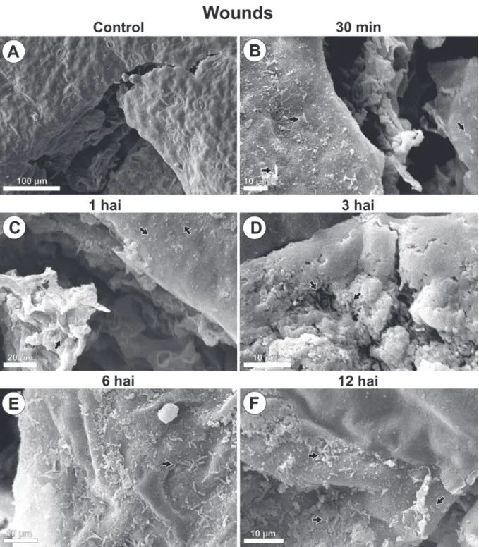 FIGURE 2 - Scanning electron microscope images of Pseudomonas syringae pv. garcae around wounds on coffee  leaves (Coffea arabica) during the infectious process