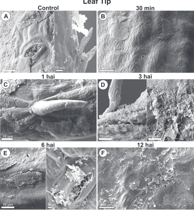 FIGURE 3 - Scanning electron microscope images of Pseudomonas syringae pv. garcae around leaf tip on coffee  leaves (Coffea arabica) during the infectious process