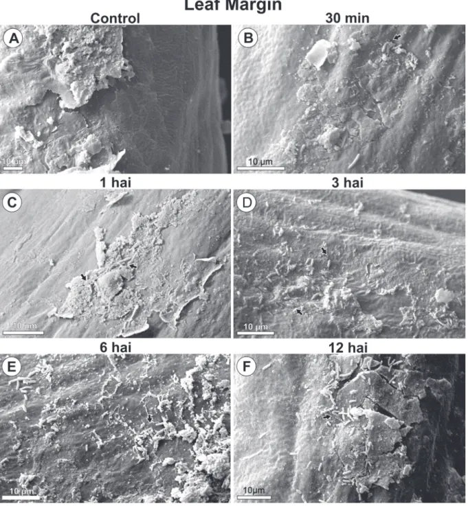 FIGURE 4 - Scanning electron microscope images of Pseudomonas syringae pv. garcae around leaf margin on coffee  leaves (Coffea arabica) during the infectious process