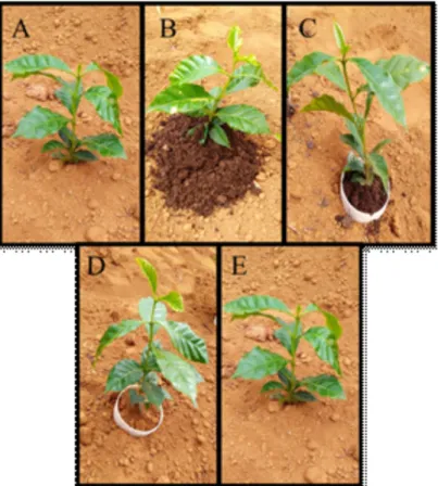FIGURE 1 - Representation of the treatments tested: application of indaziflam alone (A); indaziflam and manure  (B); indaziflam, PVC pipe and manure (C); indaziflam and PVC pipe (D) and weed control (E).