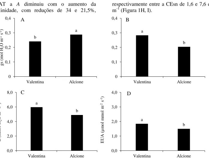 Figura  2.  (A  e  B)  Condutância  estomática  -  gs  aos  14  e  21  dias  após  o  transplantio  -  DAT;  (C)  transpiração  -  E  aos  21  DAT;  e  (D)  eficiência  no  uso  da  água  -  EUA  aos  7  DAT  em  cultivares  de  alface crespa em sistema hi