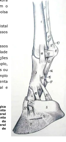 Figura 10: Ligamentos das articulações metacarpo-falângica  e interfalângicas, representação esquemática