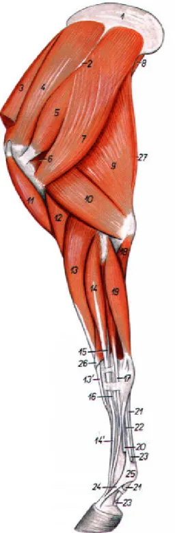 Figura  11: músculos do membro torácico de equídeo. 14) m. extensor digital comum; 17)  m