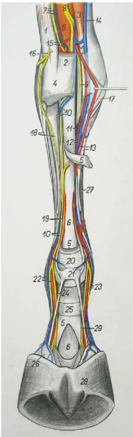 Figura  12: extremidade distal de equídeo. Vista  caudal. 5) m. flexor digital superficial; 6) m
