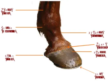 Figura  2: nomenclatura exterior da região distal do  membro de equino.