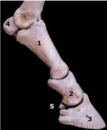 Figura  5: ossos dedo equino  (vista lateral). 1) falange  proximal; 2) falange  média; 