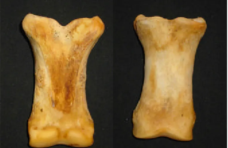 Figura  6: falange proximal: vista caudal (esquerda)  e vista dorsal (direita).