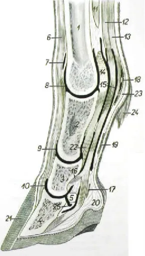 Figura  9: representação esquemática do dedo do  equino. 1) osso metacarpiano;2) falange proximal; 