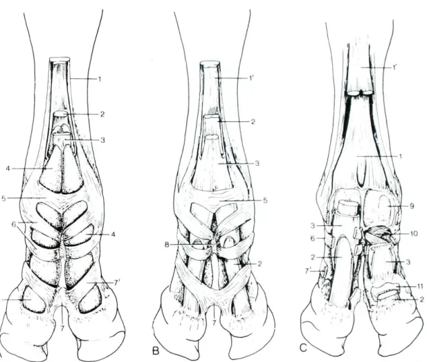 Figura  14:  extremidade  distal  do  membro  torácico  de  bovino,  vista  palmar.  A)  dissecção  superficial;  B)  remoção dos tecidos da bainha sinovial digita; C) remoção  dos tendões dos  m