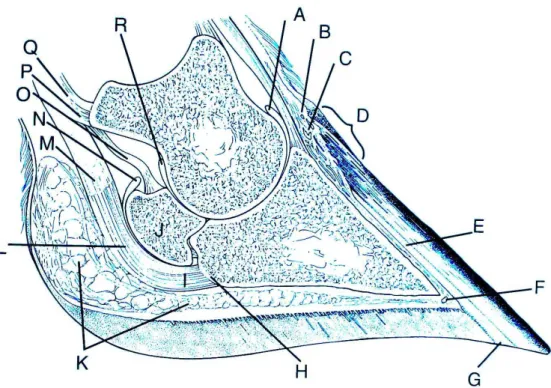 Figura  15:    secção  sagital  do  dígito  bovino.  A)  bolsa  sinovial  dorsal  da  articulação  interfalângica  distal;  B)  perioplo  dérmico;  C)  almofada  coronária;  D)  bordo  coronário  (epiderme  perioplica);  E)  estrato  lamelar;  F)  artéria 