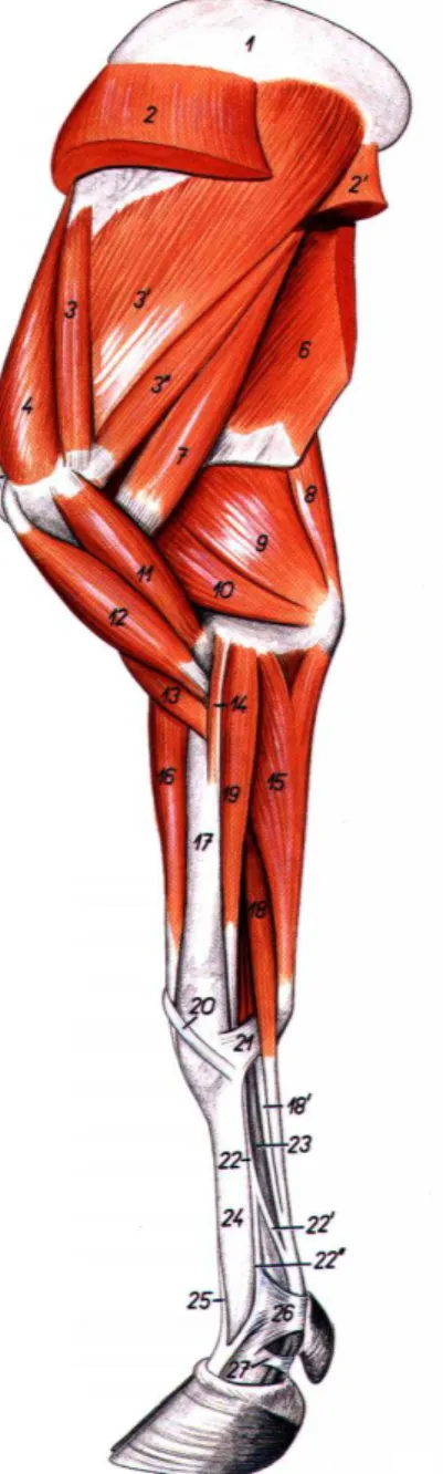 Figura  17:  músculos  do  membro  torácico  de  bovino.  Vista  medial.  18)  porção  profunda  do  m
