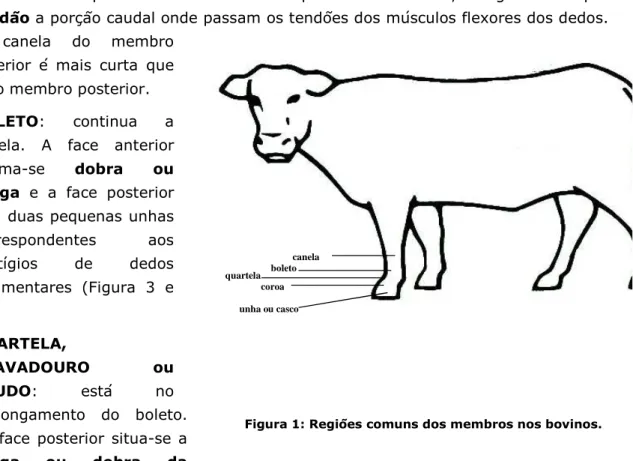 Figura 1: Regiões comuns dos membros nos bovinos. 