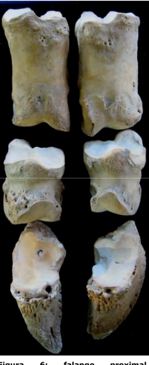 Figura  6:  falange  proximal,  intermédia  e  distal  de  bovino  separadas (vista cranial)