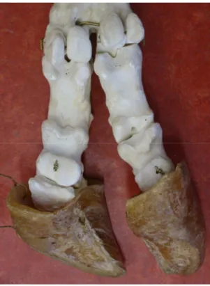 Figura  10:  modelo  do  esqueleto  ósseo  do  dedo  de  bovino  (vista  plantar).  Notar  a  presença  dos  ossos sesamóides.