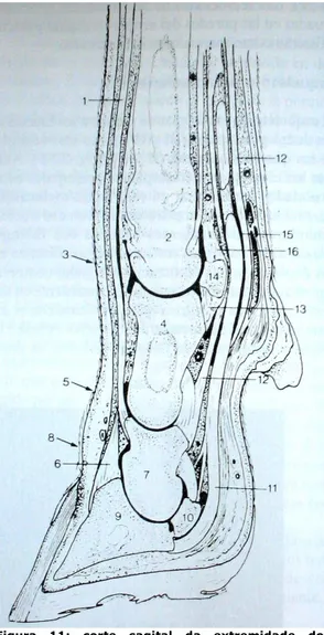 Figura  11:  corte  sagital  da  extremidade  do  membro  torácico  de  bovino  a  nível  do  dedo  lateral