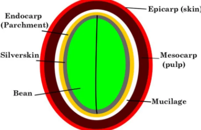 FIGURE 1 - Coffee Grain Structure. Source: Authors A thermal analysis of parchment is done in  (MANALS;  PENEDO;  GIRALT,  2011)