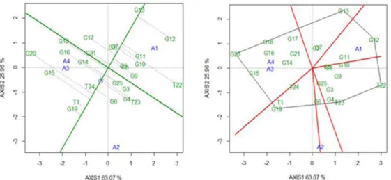 FIGURE 2 - GGE Biplot “Mean vs. Stability‟ and “which won where‟ for hulled coffee yield of 21 lines and 4  controls evaluated in 4 environments of the Western Amazon in the municipalities of A1