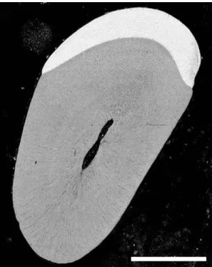Fig. 1. Polished fracture of mouse lower incisor. Scale  bar = 500 µm 