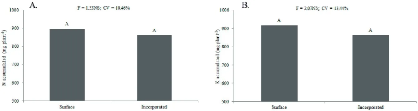 FIGURE 6 - Accumulated quantities of N (A) and K (B) in coffee shoots in response to coffee husk application  on the soil surface or incorporated into it.