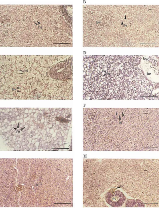 Fig.  6. Histology of female liver. A- female of 7.79 cm  TL  from February.  B-  female of  12.10 cm from February