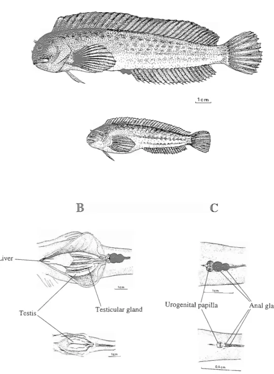 Fig.  1.  A- Parental (above) and satellite (below) males of P.  s. pamicornis.  B-  ventral internal view of the males  (parental above, satellite below) to show the gonads  and  liver