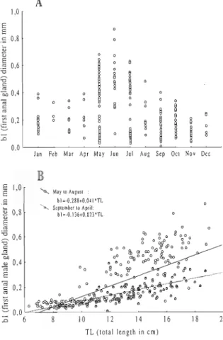 Fig. 3.A- Monthly variations of  the width diameter of  the first anal gland of the males