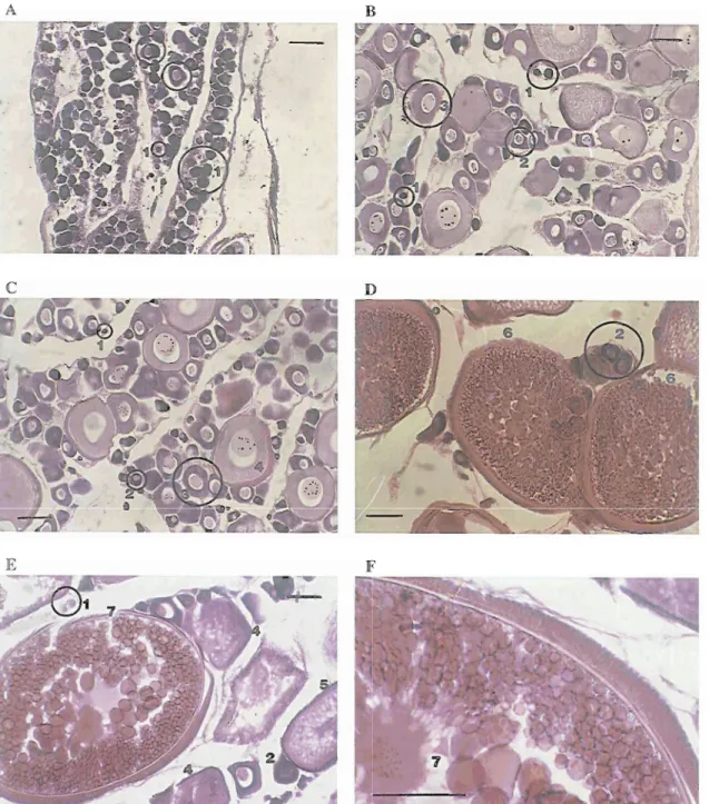 Fig. 4.  Histology of  female gonads: stages of  m y t e  development, from  1 to 7,  are illustrated (see Table I for  descriptive details)