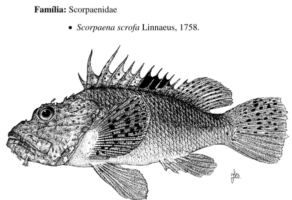Figura 13. Scorpaena scrofa Linnaeus, 1758. Ilustração de L. Gallagher © imagDOP.