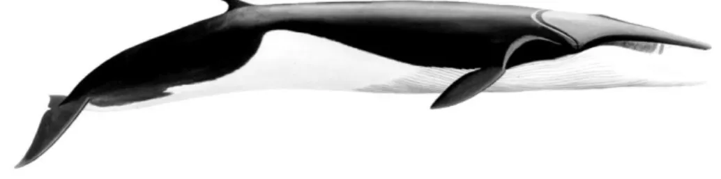 Figura 2 – Baleia–comum (Balaenoptera physalus) (JEFFERSON et al. 1994). 